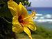 Hawaii