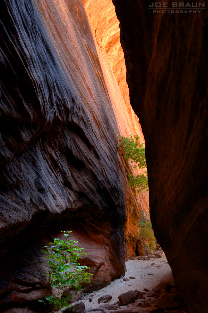 Upper East Canyon (Zion National Park) -- &copy; 2006 Joe Braun Photography