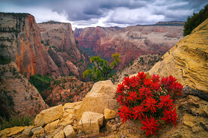 Observation Point