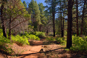 Wildcat Canyon Trail