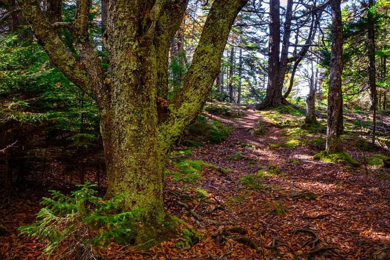 Bowditch Trail and Long Pond Trail, Isle au Haut (Acadia National Park)