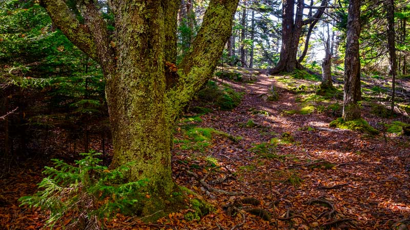 Bowditch Trail and Long Pond Trail, Isle au Haut (Acadia National Park)