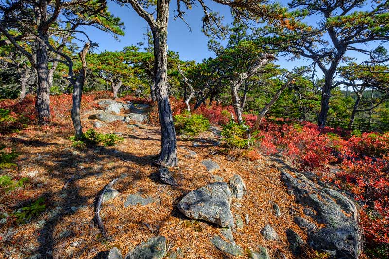 Median Ridge Trail and Nat Merchant Trail, Isle au Haut (Acadia National Park)