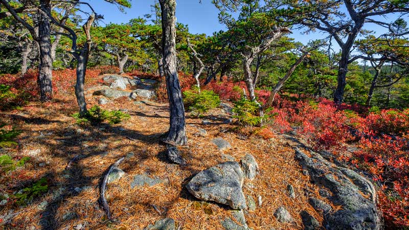 Median Ridge Trail and Nat Merchant Trail, Isle au Haut (Acadia National Park)