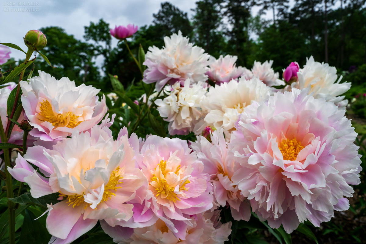 Peony Garden (Nichols Arboretum) -- &copy; 2025 Joe Braun Photography