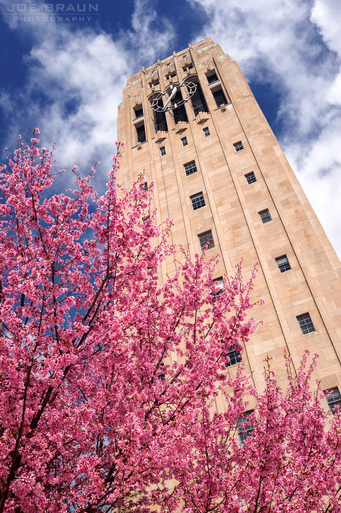 Burton Tower blossoms (Ann Arbor, Michigan) -- &copy; 2013 Joe Braun Photography