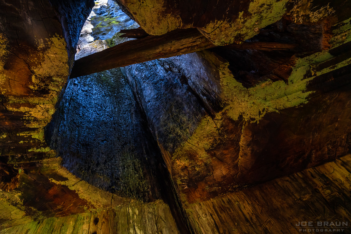Tuolumne Grove of Giant Sequoias photo (Yosemite National Park) -- &copy; 2018 Joe Braun Photography