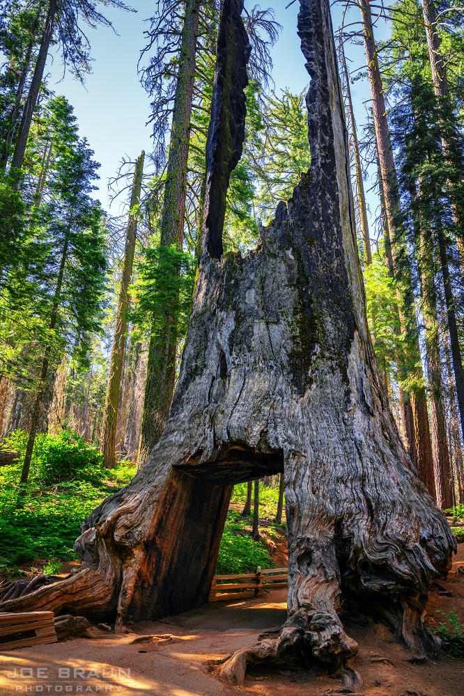 Tuolumne Grove of Giant Sequoias photo (Yosemite National Park) -- &copy; 2018 Joe Braun Photography