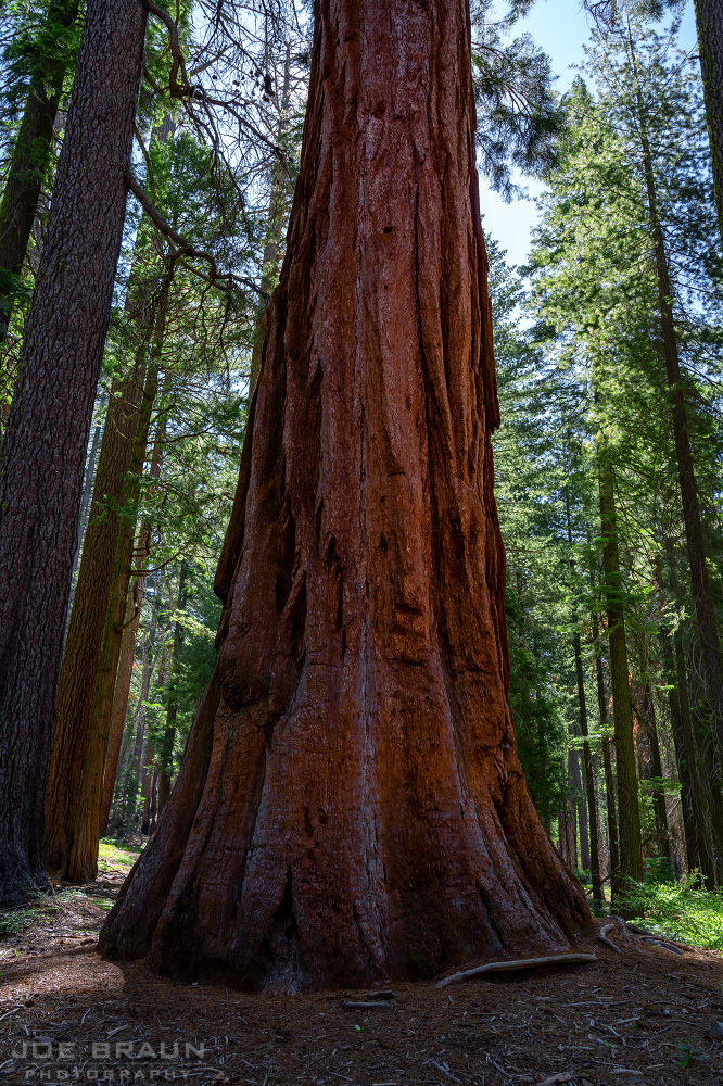 Tuolumne Grove of Giant Sequoias photo (Yosemite National Park) -- &copy; 2018 Joe Braun Photography