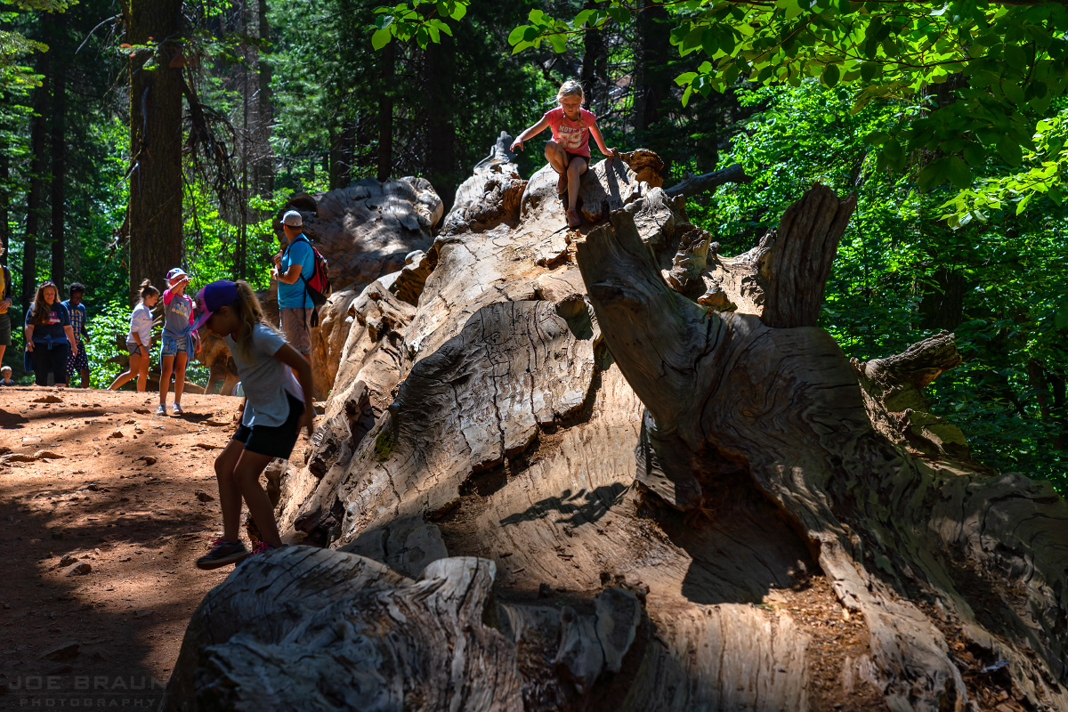 Tuolumne Grove of Giant Sequoias photo (Yosemite National Park) -- &copy; 2018 Joe Braun Photography