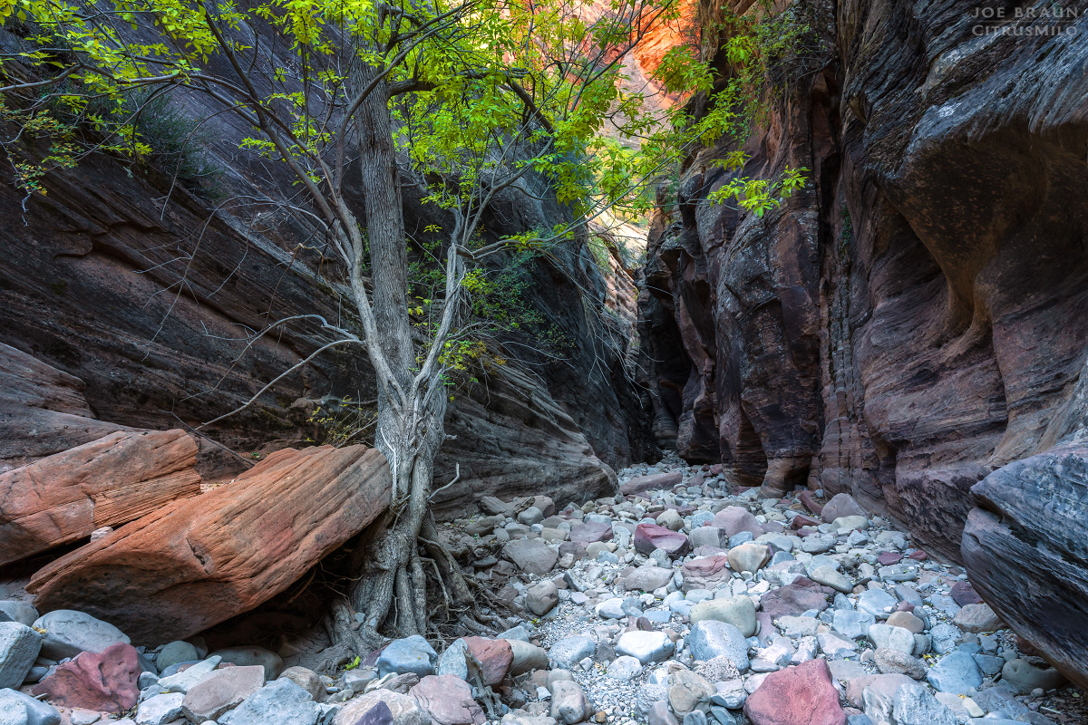 Clear Creek photo (Zion National Park) -- &copy; 2019 Joe Braun Photography