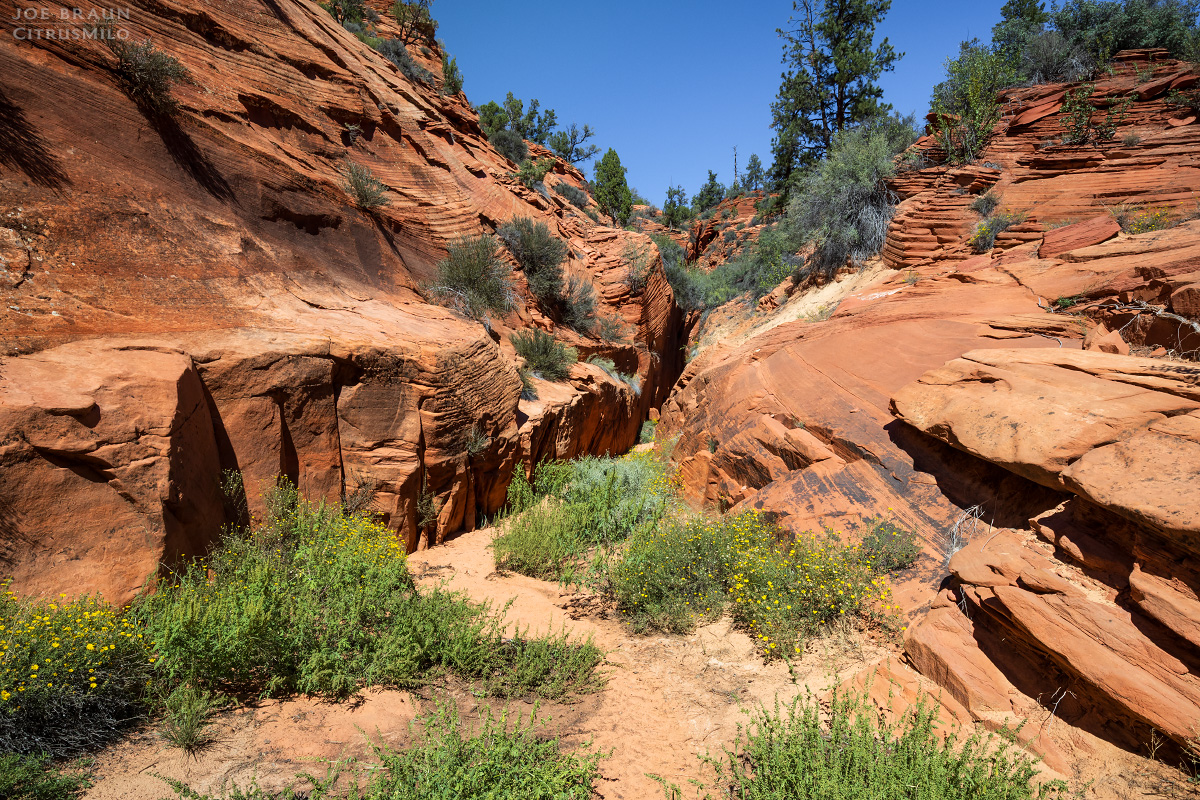 an open section of Poverty Wash (Zion National Park) -- © 2023 Joe Braun Photography