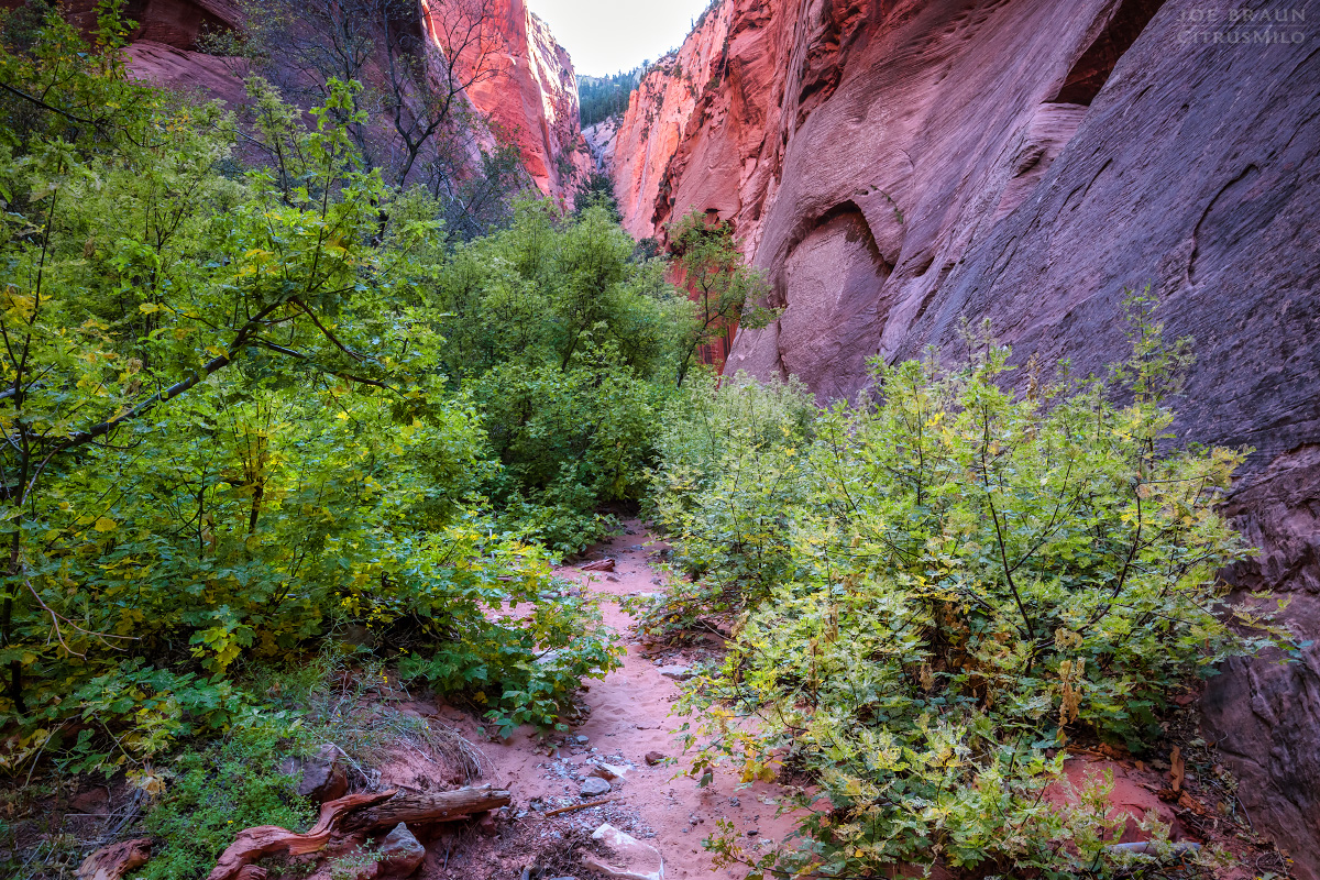 South Fork of Taylor Creek photo (Zion National Park) -- &copy; 2024 Joe Braun Photography