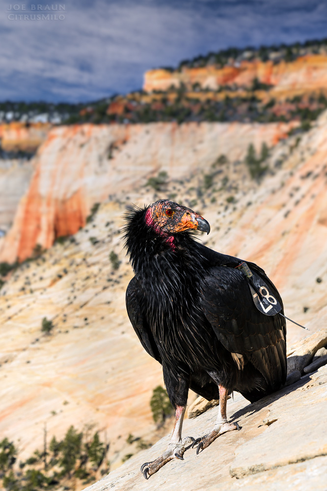 California Condor in the East Canyon (Zion National Park) -- &copy; 2025 Joe Braun Photography