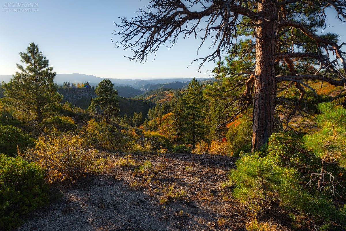 Kolob Creek (Lower Kolob Canyon) photo (Zion National Park) -- © 2025 Joe Braun Photography