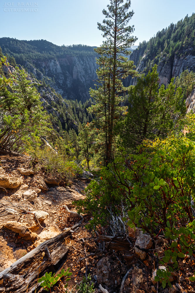Kolob Creek (Lower Kolob Canyon) photo (Zion National Park) -- © 2025 Joe Braun Photography