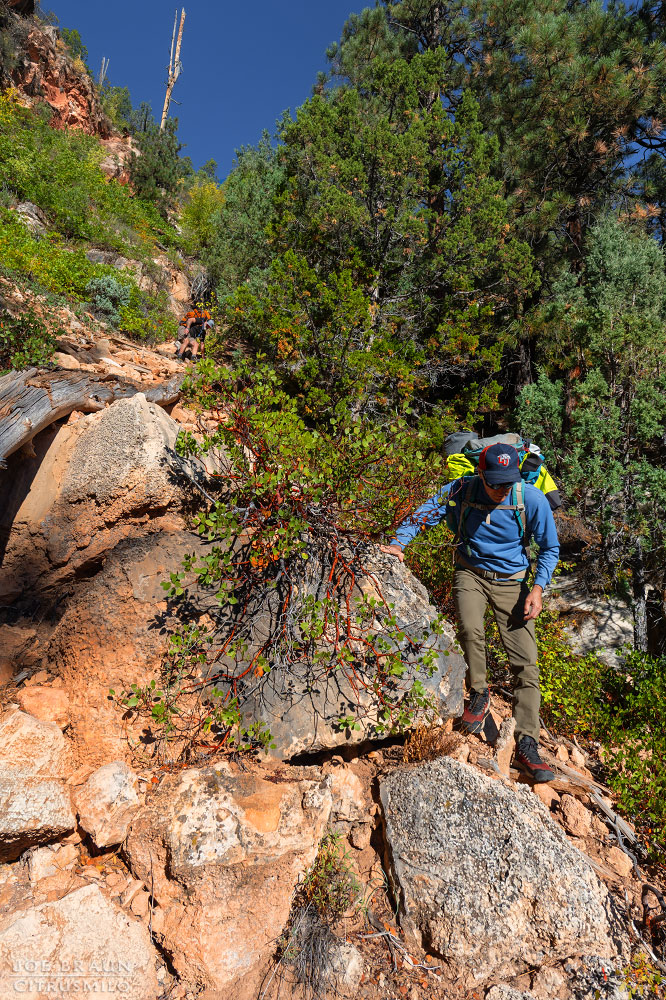 Kolob Creek (Lower Kolob Canyon) photo (Zion National Park) -- © 2025 Joe Braun Photography