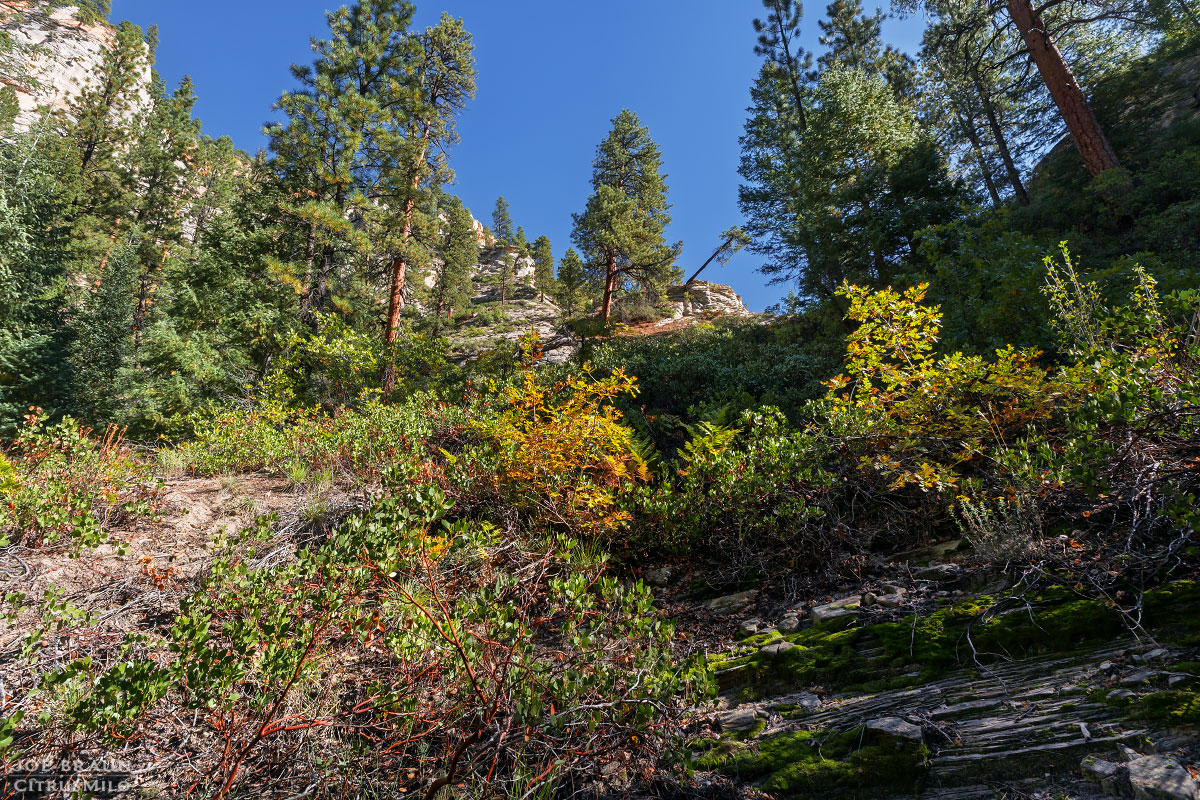 Kolob Creek (Lower Kolob Canyon) photo (Zion National Park) -- © 2025 Joe Braun Photography