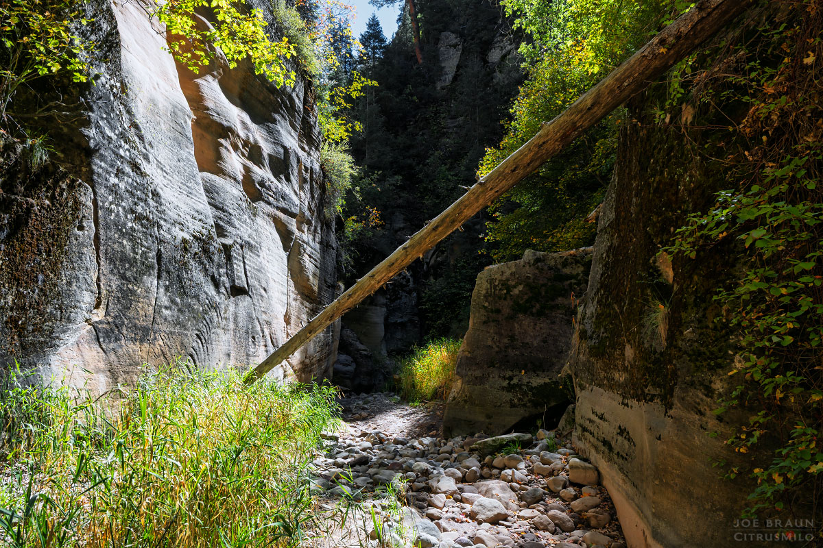 Kolob Creek (Lower Kolob Canyon) photo (Zion National Park) -- © 2025 Joe Braun Photography