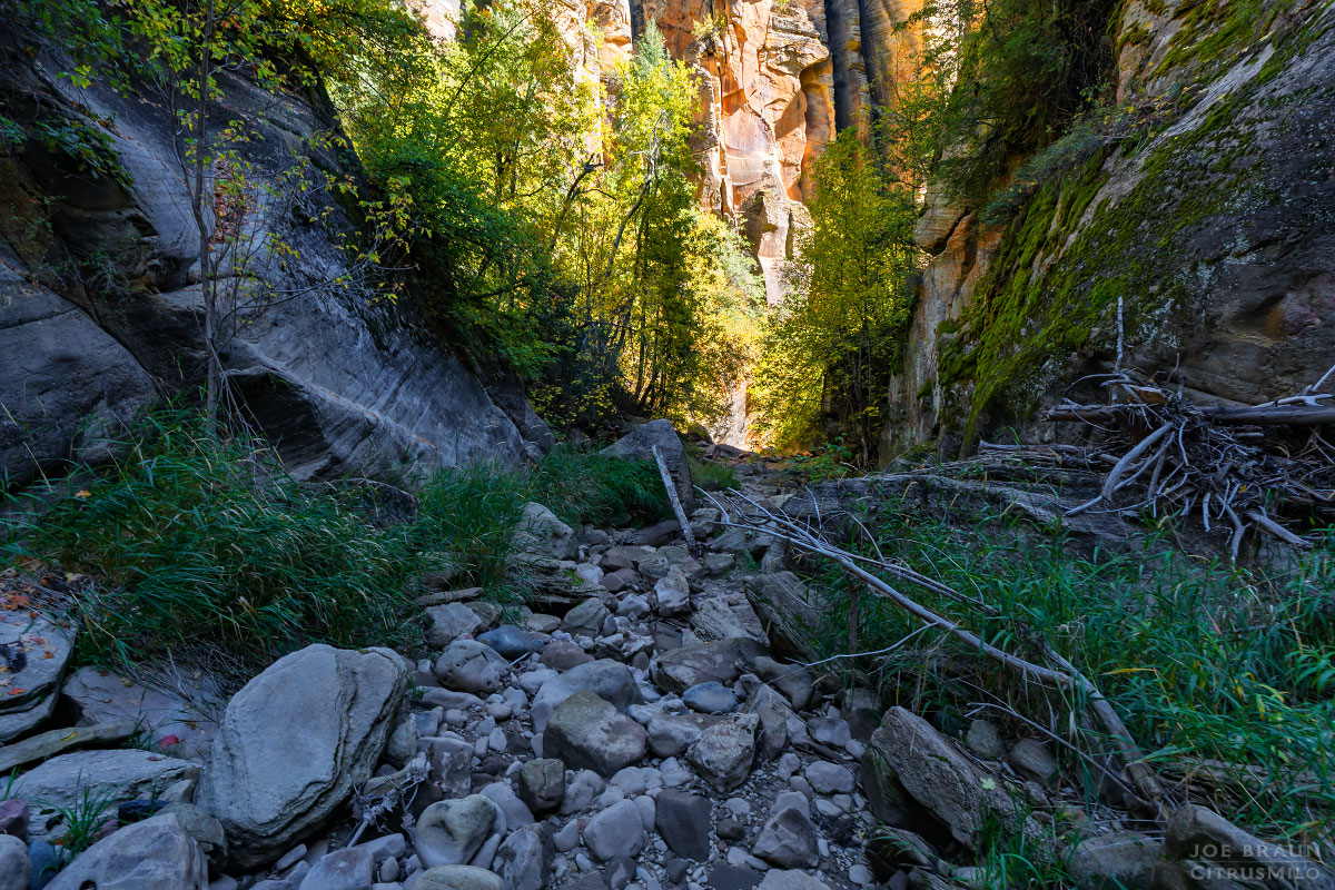 Kolob Creek (Lower Kolob Canyon) photo (Zion National Park) -- © 2025 Joe Braun Photography