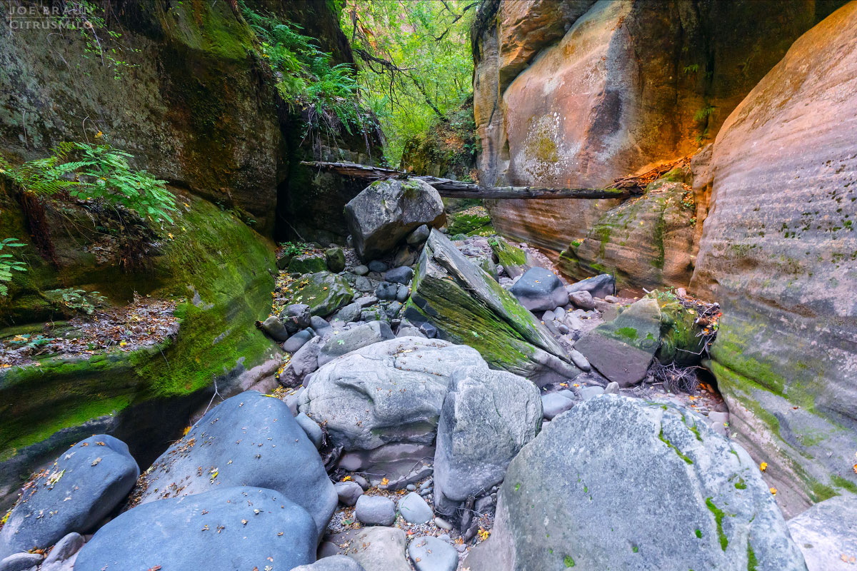 Kolob Creek (Lower Kolob Canyon) photo (Zion National Park) -- © 2025 Joe Braun Photography