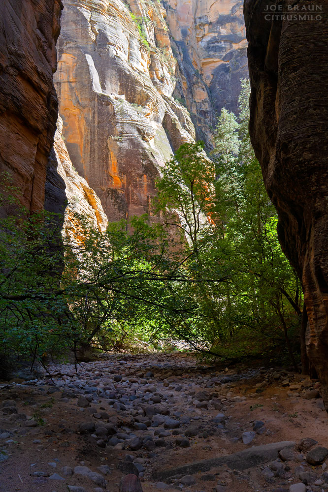 Kolob Creek (Lower Kolob Canyon) photo (Zion National Park) -- © 2025 Joe Braun Photography