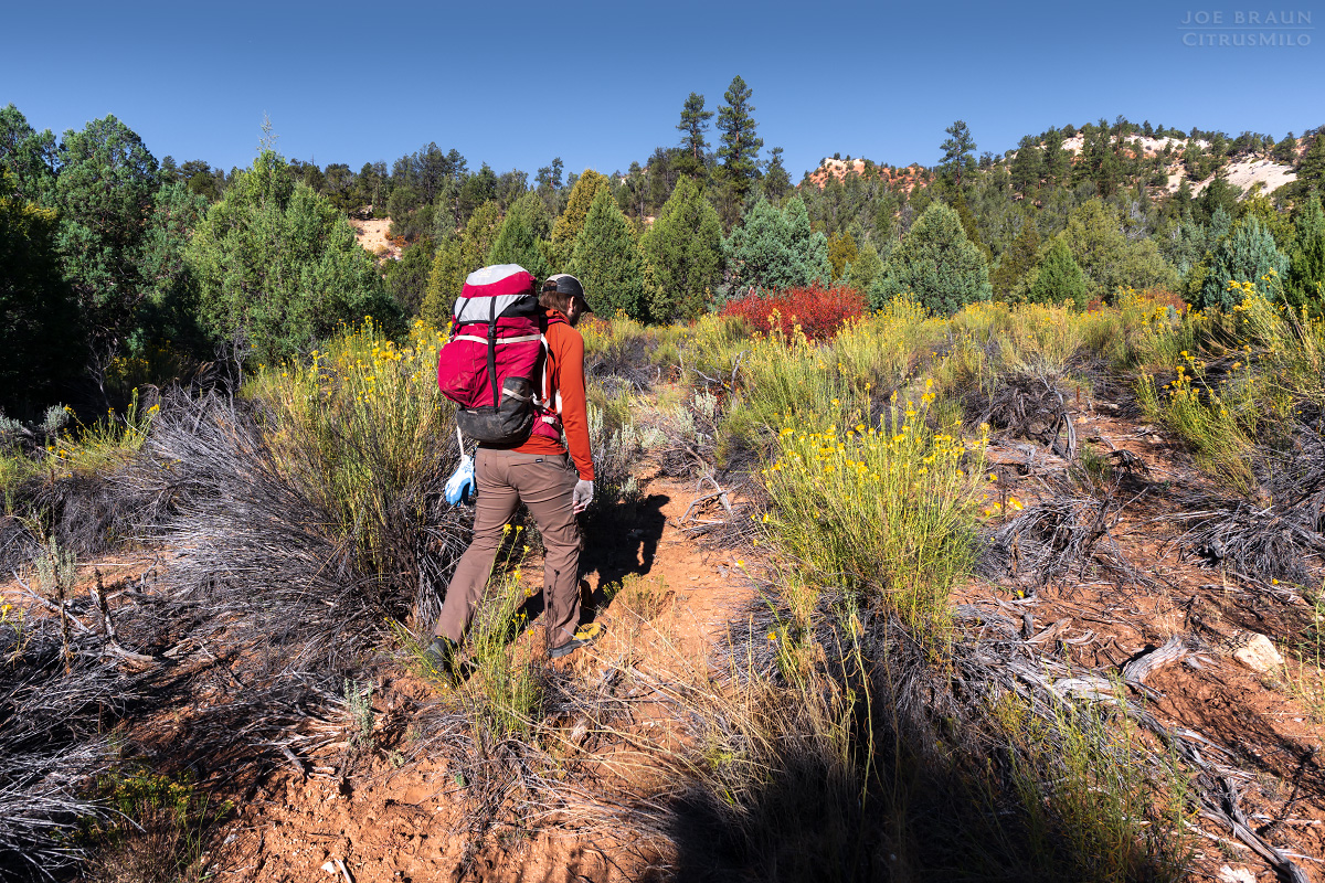 Walker Gulch (Zion National Park) -- &copy; 2025 Joe Braun Photography