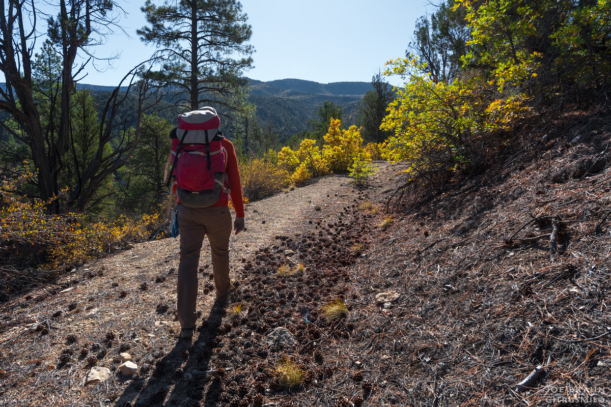 Walker Gulch (Zion National Park) -- &copy; 2025 Joe Braun Photography