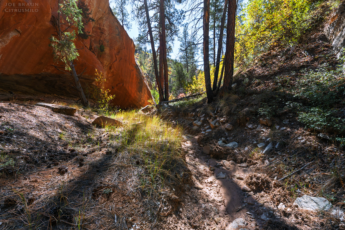 pleasant scenery in Walker Gulch (Zion National Park) -- &copy; 2025 Joe Braun Photography
