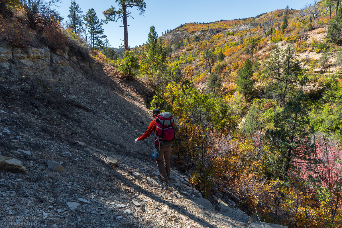 Walker Gulch (Zion National Park) -- &copy; 2025 Joe Braun Photography
