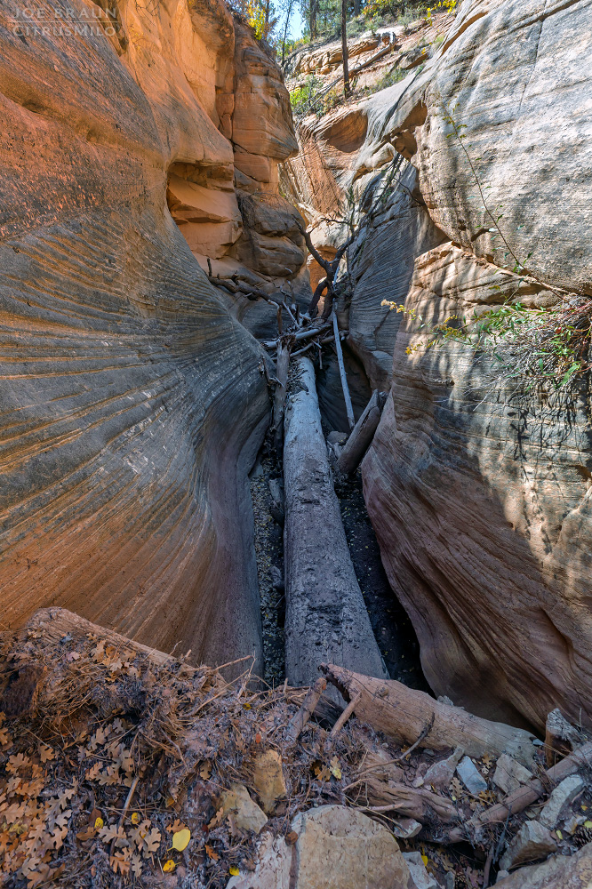 Walker Gulch (Zion National Park) -- &copy; 2025 Joe Braun Photography