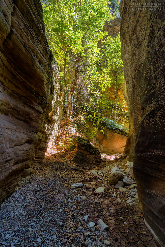 Walker Gulch (Zion National Park) -- &copy; 2025 Joe Braun Photography