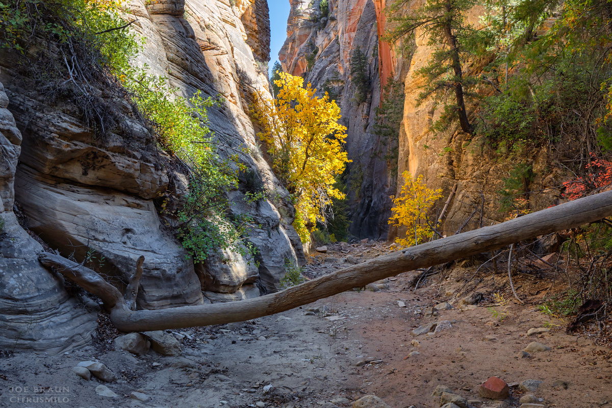 Walker Gulch (Zion National Park) -- &copy; 2025 Joe Braun Photography