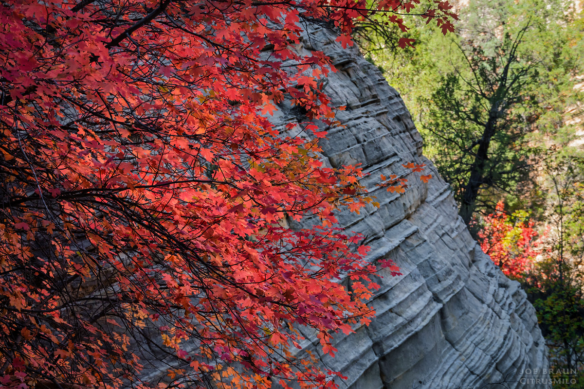 Walker Gulch (Zion National Park) -- &copy; 2025 Joe Braun Photography