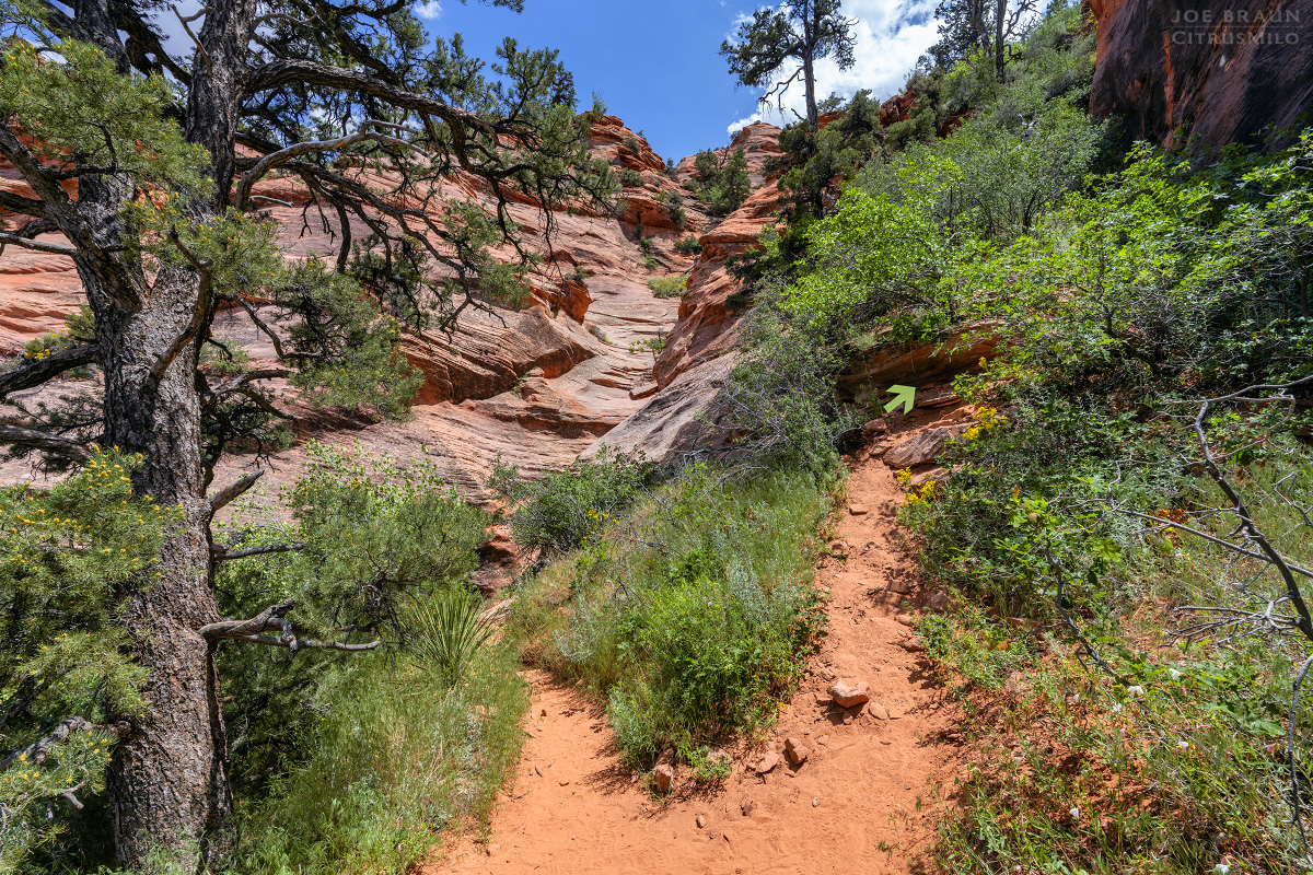 Lambs Knoll photo (Zion National Park) -- &copy; 2026 Joe Braun Photography