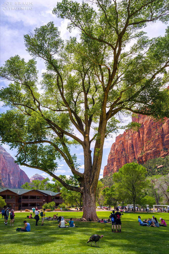Zion Lodge great lawn cottonwood photo (Zion National Park) -- &copy; 2026 Joe Braun Photography