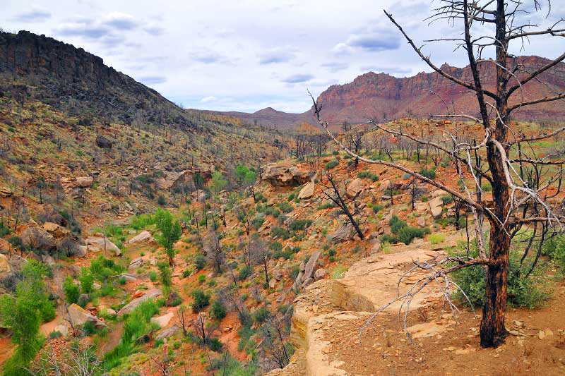 Joe's Best of the Desert Hike (Zion National Park)
