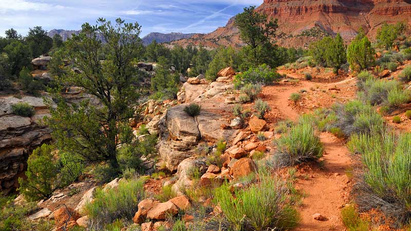 Chinle Trail (Zion National Park)